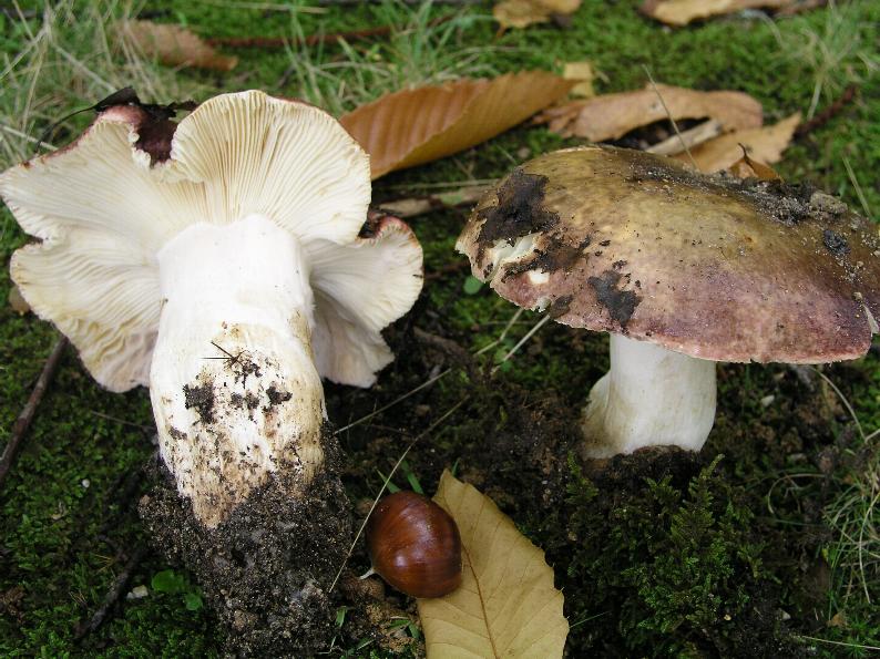 Russula  atropurpurea (Krombholz) britzelmayr